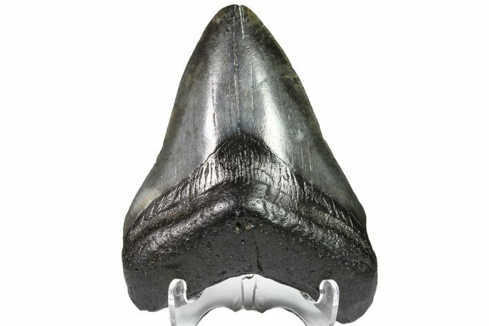 Fossil Megalodon Tooth - Georgia #151516